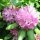 Solitärpflanze Rhododendron "Roseum Elegans" | 50-60cm Ø60+cm | Getopft | 10L