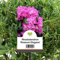 Heckenpflanze Rhododendron "Roseum Elegans" |...