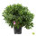 Solitärpflanze Rhododendron "Roseum Elegans" | 60-80cm Ø60+cm | Getopft | 20L