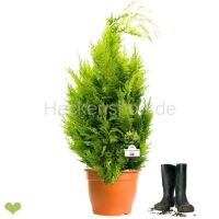 Gelbe Scheinzypresse "Ivonne" | 100-120cm |...