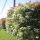 Glanzmispel "Red Robin" (Photinia)| 150-175cm | Ballenware (ab Mitte Mai)