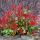 Glanzmispel "Red Robin" (Photinia)| 150-175cm | Ballenware (ab Mitte Mai)