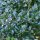 Heckenpflanze Stechpalme "Heckenfee"® | 60-80 cm | Getopft (von Okt. bis Mai.)