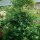Heckenpflanze Stechpalme "Heckenfee"® | 60-80 cm | Getopft (von Okt. bis Mai.)