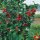 Heckenpflanze Stechpalme "Heckenfee"® | 80-100 cm | Ballenware (von Okt. bis Mai.)