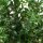 Heckenpflanze Stechpalme "Heckenfee"® | 80-100 cm | Ballenware (von Okt. bis Mai.)