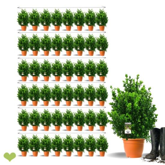 16m Hecke (=48 Stück) Buchsbaum Heckenpflanze | H:50-60cm | Premium Qualität| 6L | BERTA