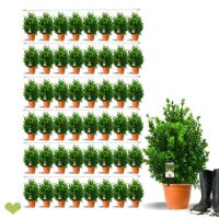 16m Hecke (=48 Stück) Buchsbaum Heckenpflanze |...