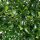 Heckenpflanze Stechpalme "Heckenfee"® | 125-150 cm | Getopft | 25L (von Sept. bis Mai.)
