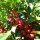 Heckenpflanze Stechpalme "Heckenfee"® | 125-150 cm | Getopft | 25L (von Sept. bis Mai.)