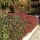 20 Stück x Glanzmispel Red Robin (Photinia)| 80-100cm | Containerware | 10L