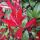 20 Stück x Glanzmispel Red Robin (Photinia)| 80-100cm | Containerware | 10L