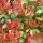 20 Stück x Glanzmispel Red Robin (Photinia)| 80-100cm | Containerware | 10L