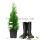 100 Stück Thuja ‘Smaragd  P17 | 40-45cm | Containerware | 2L | Fachqualität statt Massenware