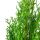 100 Stück Thuja ‘Smaragd  P17 | 40-45cm | Containerware | 2L | Fachqualität statt Massenware