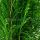 100 Stück Thuja ‘Smaragd  P17 | 40-45cm | Containerware | 2L | Fachqualität statt Massenware