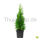 100 Stück Thuja ‘Smaragd  P17 | 40-45cm | Containerware | 2L | Fachqualität statt Massenware