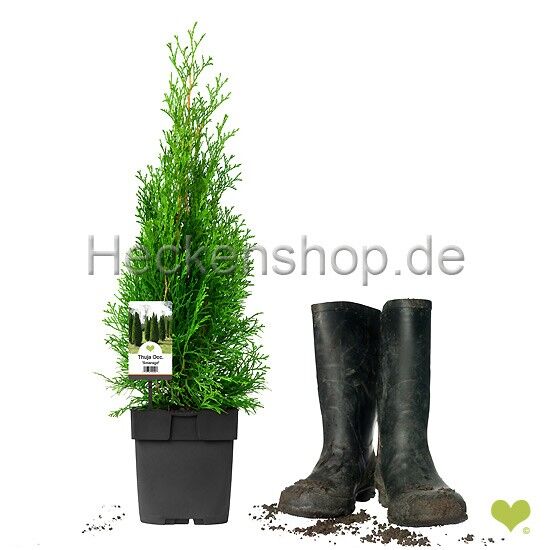 25 Stück x Thuja ‘Smaragd  P17 | 40-45cm | Containerware | 2L | Fachqualität statt Massenware