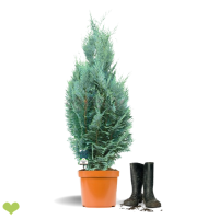 50 Stück x Blaue Säulenzypresse Columnaris  |...