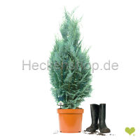 50 Stück x Blaue Säulenzypresse Columnaris  |...