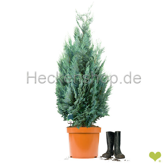 40 Stück x Blaue Säulenzypresse Columnaris | 100-120 cm | Ballenware | Fachqualität statt Massenware (von Sept. bis Mai.)