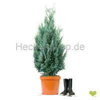 20 Stück x Blaue Säulenzypresse Columnaris |...