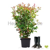 60 Stück x Glanzmispel Red Robin (Photinia)|...
