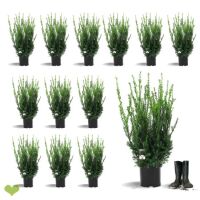 14 Stück x Kompakte Bechereibe Hillii | 80-100 cm |...