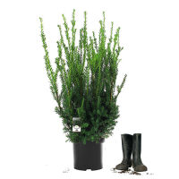 40 Stück x Kompakte Bechereibe Hillii | 80-100 cm |...