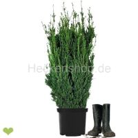 14 Stück x Kompakte Bechereibe Hillii | 100-120cm |...