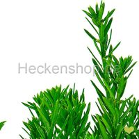 14 Stück x Kompakte Bechereibe Hillii | 100-120cm |...
