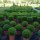 Heckenpflanze "VERSAILLES" | Höhe 40-50cm | Getopft | 3L
