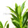 Kirschlorbeer ‘Caucasica’ | 100-125cm | Getopft | 10L (von Sept. bis Mai.)