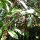 Kirschlorbeer "Herbergii" | 80-100cm | Ballenware (von Sept. bis Mai.)