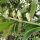 Portugiesischer Kirschlorbeer ‘Angustifolia’ | 80-100cm | Getopft | 12L (von Okt. bis Mai.)