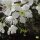 Portugiesischer Kirschlorbeer ‘Angustifolia’ | 80-100cm | Getopft | 12L (von Okt. bis Mai.)