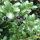 Japanische Stechpalme | (Ilex crenata) "Convexa" 50-60 | Ballenware (von Sept. bis Mai.)