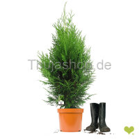 Riesenlebensbaum "Martin" | 80-100cm |...