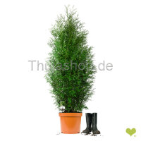 Riesenlebensbaum "Martin" | 120-140cm |...
