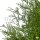 Riesenlebensbaum "Martin" | 120-140cm | Ballenware (von Sept. bis Mai)