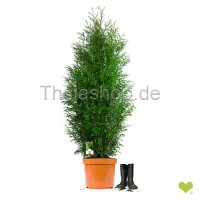 Riesenlebensbaum "Martin" | 140-160cm |...