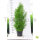 Riesenlebensbaum "Martin" | 140-160cm | Ballenware (von Sept. bis Mai.)