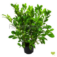 Kirschlorbeer "Rotundifolia" | 80-100cm |...