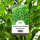 Kirschlorbeer "Rotundifolia" | 100-125cm | Ballenware | Spitzenqualität (von Ende Sept. bis Mai)