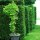 Kirschlorbeer "Rotundifolia" | 100-125cm | Ballenware | Spitzenqualität (von Ende Sept. bis Mai)