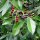 Kirschlorbeer "Rotundifolia" | 80-100cm | Im Topf gewachsen  | 5L