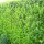 Kirschlorbeer "Rotundifolia" | 100-125cm | Im Topf gewachsen | 12L