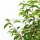 Portugiesischer Kirschlorbeer ‘Angustifolia’ | 60-80cm | Im Topf gewachsen | 5L