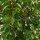 Portugiesischer Kirschlorbeer ‘Angustifolia’ | 60-80cm | Im Topf gewachsen | 5L
