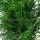 Thuja occ.‘Brabant’ | 180-200 cm | Frisch getopft | 30L | Spitzenqualität (von Sept. bis Mai.)
